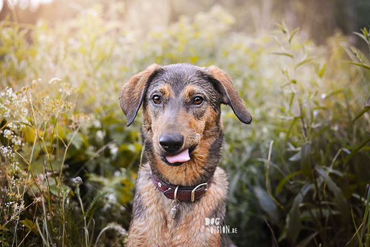 #TongueOutTuesday (27)| dog photography | www.DOGvision.be