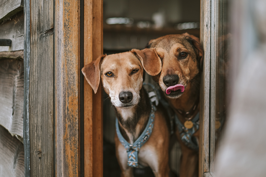 Tongue Out Tuesday, dog photography, Airbnb England travel Jurassic coast, www.DOGvision.eu