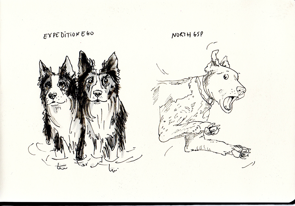 Daily dog drawing challenge, dog illustration, www.DOGvision.eu