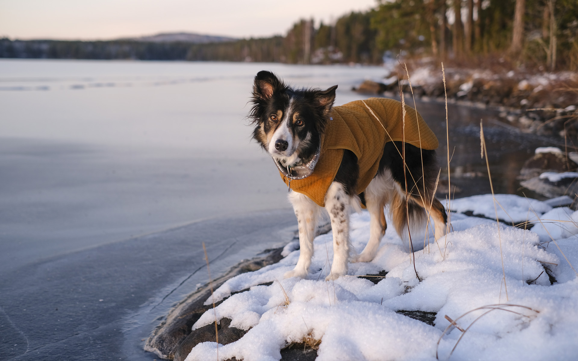 Border Collie Mogwai, dog photography Swedden, Hurtta Ambassadors, www.DOGvision.eu