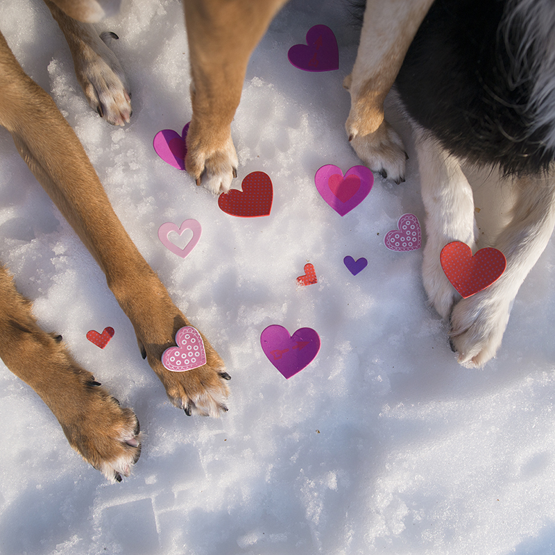 Valentine dogs, www.DOGvision.eu