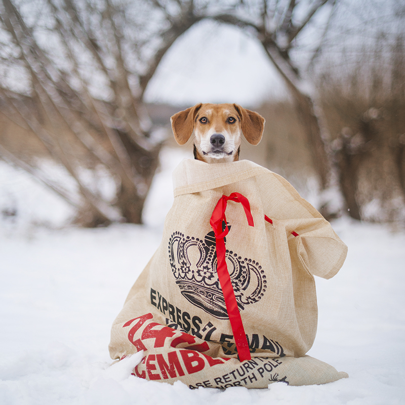 Christmas dog photography, dog blogger, European dog photography, www.DOGvision.eu