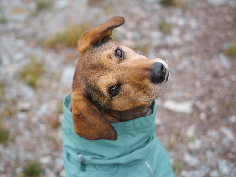 New Hurtta Monsoon raincoat eco, Hurtta ambassador, www.DOGvision.eu