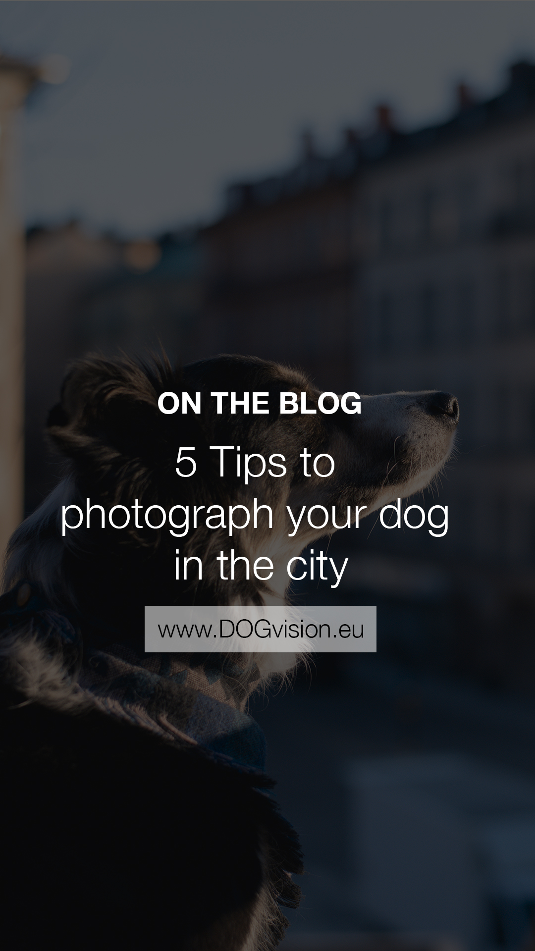 5 tips on photographing your dogs in the city, dog photography, Sweden, Dalarna, creative dog photography, www.DOGvision.eu