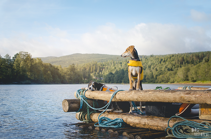 Two days on a timber raft with dogs, Värmland, Sweden, dog blogger, adventure dogs, European dog photographer, www.DOGvision.eu